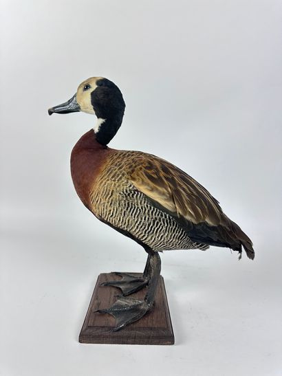 Dendrocygne veuf (Dendrocygna viduata) (CE)...