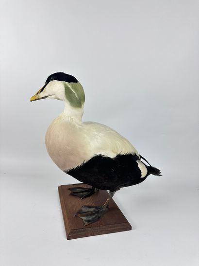 Eider à duvet (Somateria mollissima borealis)...