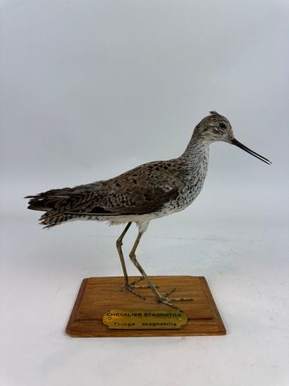 Chevalier stagnatile (Tringa stagnatilis)...