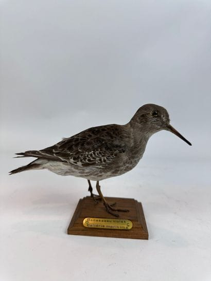 Bécasseau violet (Calidris maritima) (CE)...