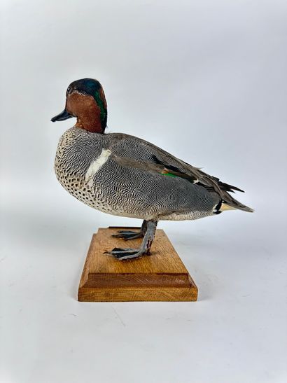 Sarcelle à ailes vertes (Anas carolinensis)...