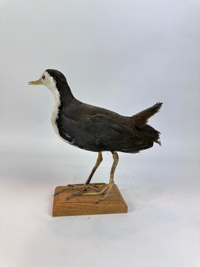 Râle à poitrine blanche (Amaurornis phoenicurus)...