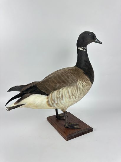 Bernache cravant (Branta bernicla hrota)...
