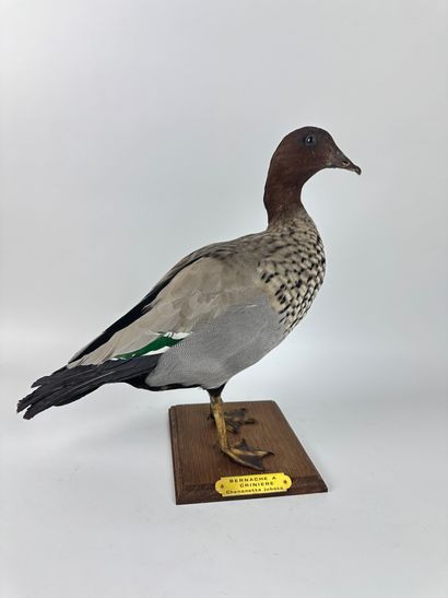 Canard à crinière ou en synonymie Bernache...