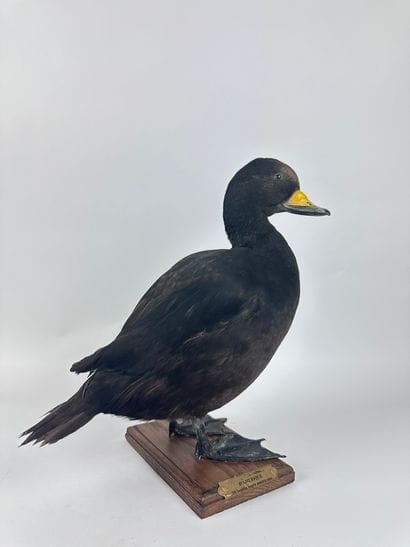 Macreuse noire (Melanitta nigra americana)...
