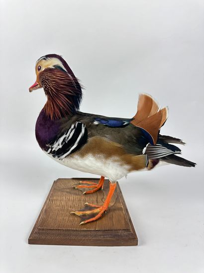 Canard mandarin (Aix galericulata) (D) :...