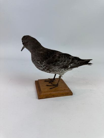 Bécasseau violet (Calidris maritima) (CE)...