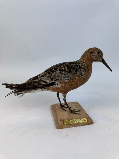 Bécasseau maubèche (Calidris canutus) (CH)...