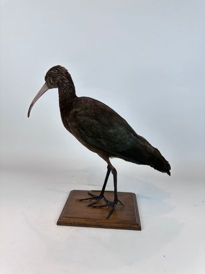 Ibis de Ridgway (Plegadis rigwayi) (NR) :...