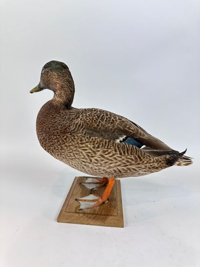 Canard des Hawaï (Anas wyvilliana) (NR) :...