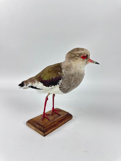 Vanneau des Andes (Vanellus resplendens)...