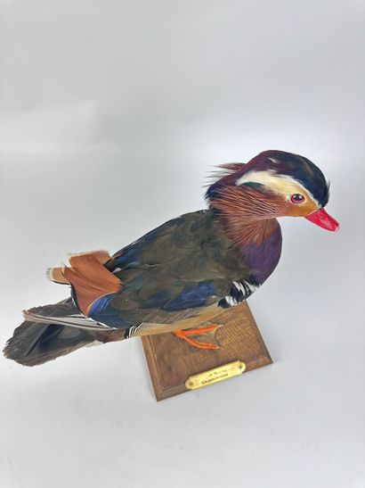 Canard mandarin (Aix galericulata) (D) :...
