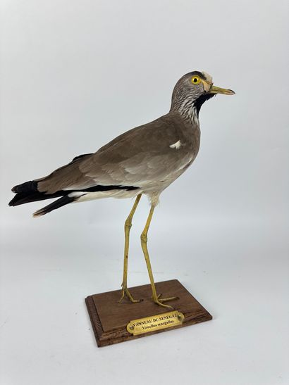 Vanneau du Sénégal (Vanellus senegallus)...
