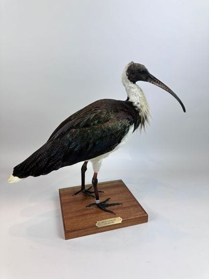 Ibis d’Australie (Threskiornis spinicollis)...