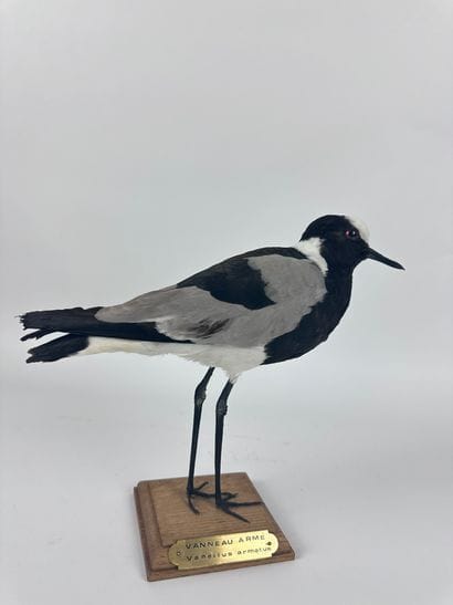 Vanneau armé (Vanellus armatus) (NR) : spécimen...