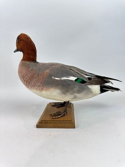 Canard siffleur (Anas penelope) (CH) : spécimen...