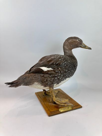 Canard vapeur magellanique (Tachyeres pteneres)...