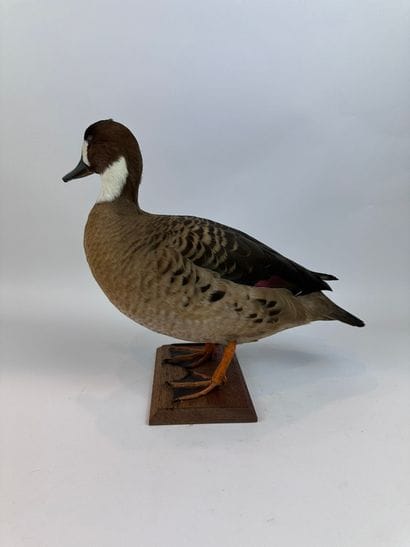 Canard à ailes bronzées ou Canard à lunettes...