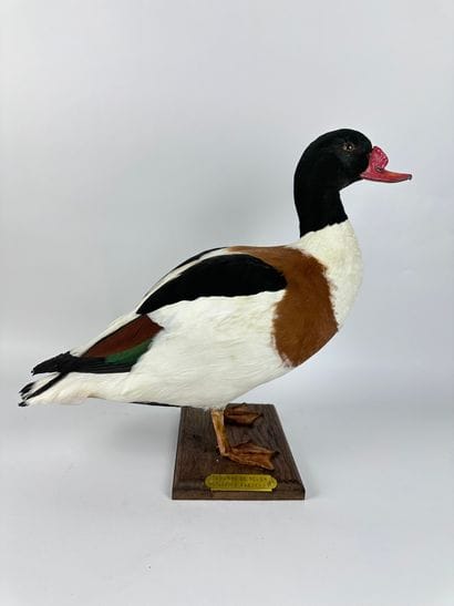 Tadorne de Belon (Tadorna tadorna) (CE) :...