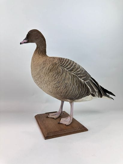Oie à bec court (Anser brachyrhynchus) (CE)...