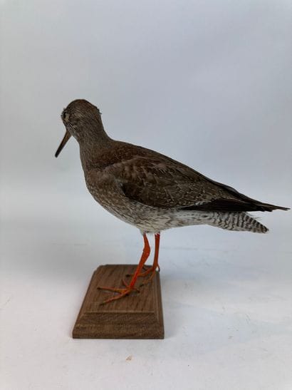 Chevalier gambette (Tringa totanus) (CH)...