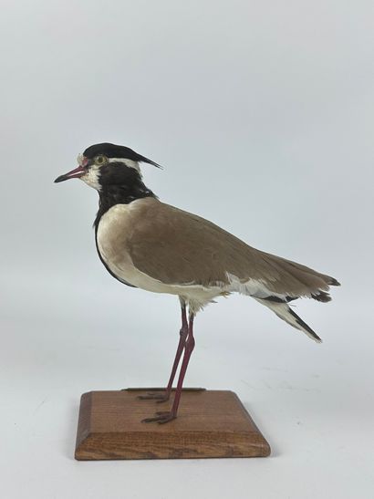 Vanneau à tête noire (Vanellus tectus) (NR)...