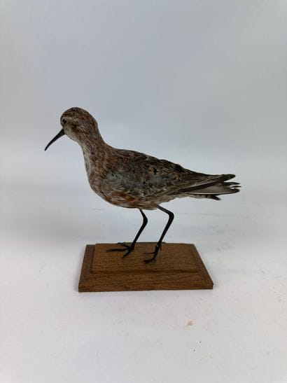 Bécasseau cocorli (Calidris ferruginea) (CE)...
