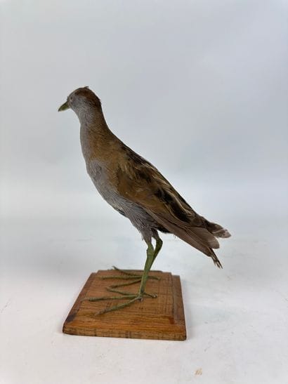 Marouette poussin (Porzana parva) (CE) :...