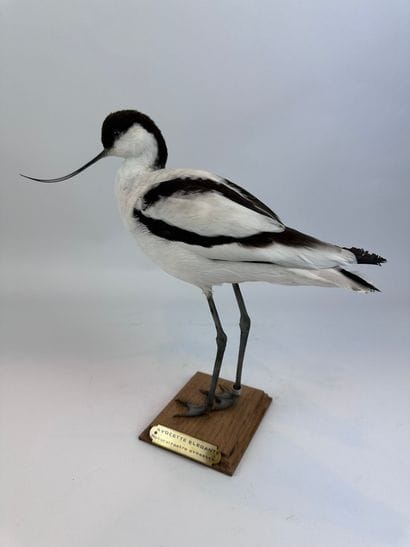 Avocette élégante (Recurvirostra avosetta)...