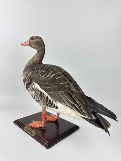 Oie rieuse (Anser albifrons flavirostris)...