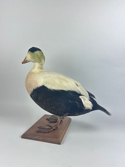 Eider du Pacifique (Somateria mollissima...