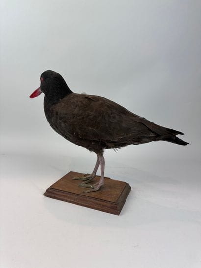 Huîtrier noir (Haematopus ater) (NR) : spécimen...