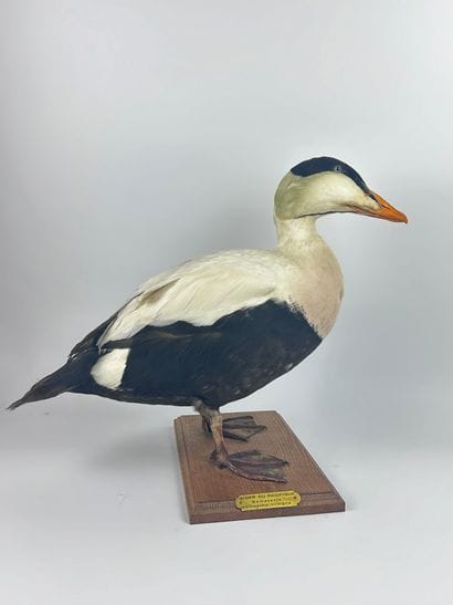 Eider du Pacifique (Somateria mollissima...