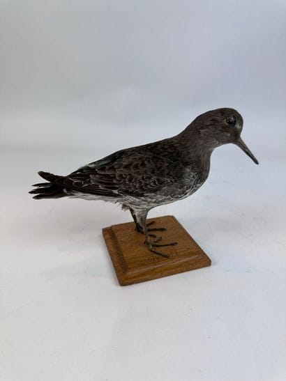 Bécasseau violet (Calidris maritima) (CE)...