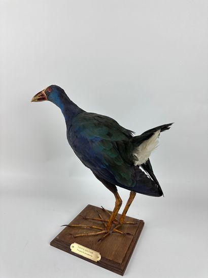 Talève sultane (Porphyrio porphyrio) (CE)...