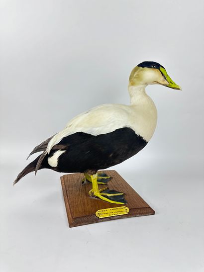 Eider à duvet (Somateria mollissima dresseri)...