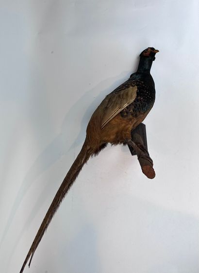 Faisan de colchide (Phasianus colchicus)...