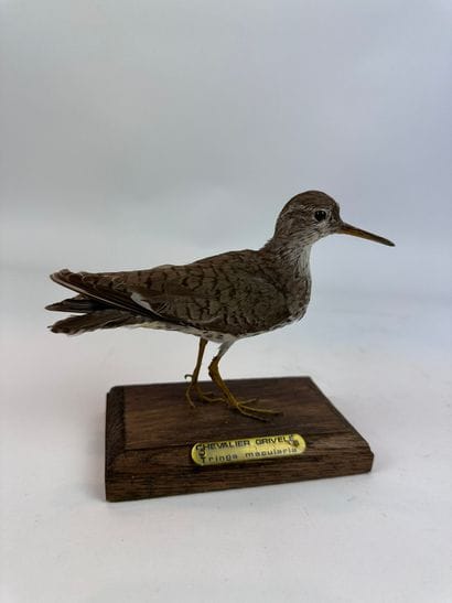 Chevalier grivelé (Actitis macularius) (CE)...