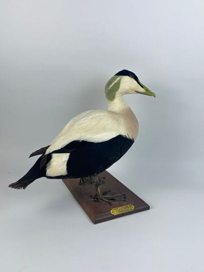 Eider à duvet d’Europe (Somateria mollissima...