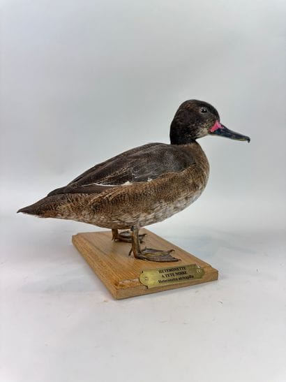 Canard à tête noire (Heteronetta atricapilla)...