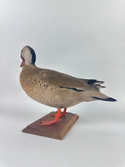 Canard amazonette (Amazonetta brasiliensis...
