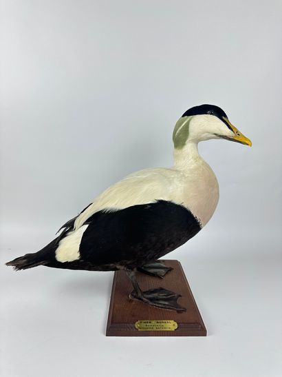 Eider à duvet (Somateria mollissima borealis)...
