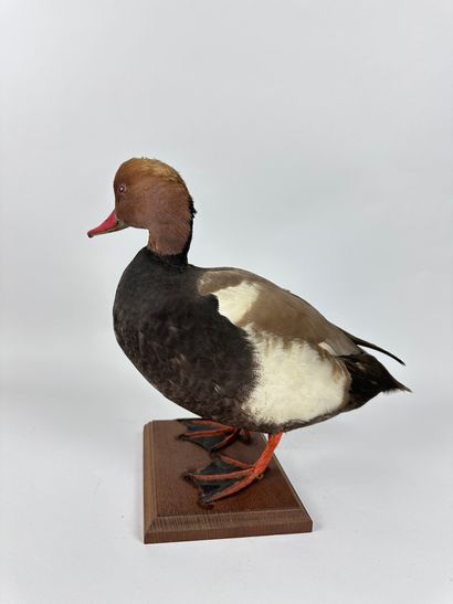 Nette rousse (Netta rufina) (CH) : spécimen...