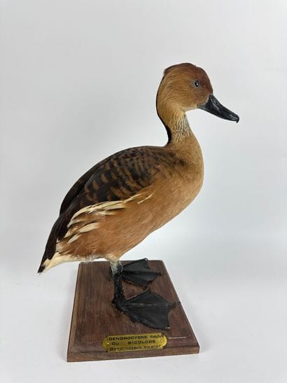 Dendrocygne fauve (Dendrocygna bicolor) (CE)...