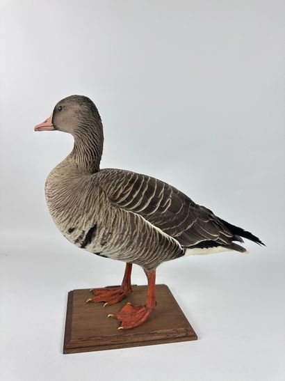 Oie rieuse (Anser albifrons albifrons) forme...