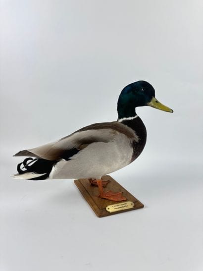 Canard colvert (Anas platyrhyncos) (CH) :...