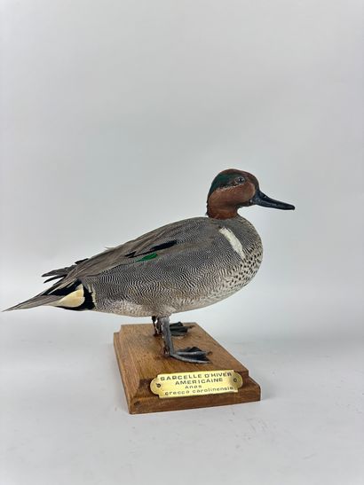 Sarcelle à ailes vertes (Anas carolinensis)...