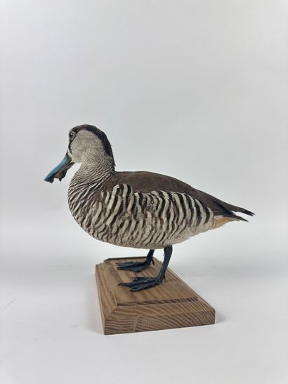 Canard à oreillons rose (Malacorphynchus...