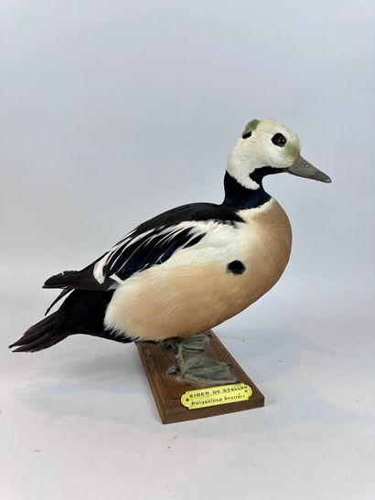 Eider de Steller (Polysticta stelleri) (CE)...