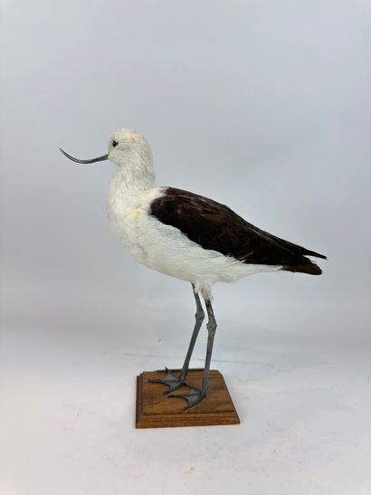 Avocette des Andes (Recurvirostra andina)...